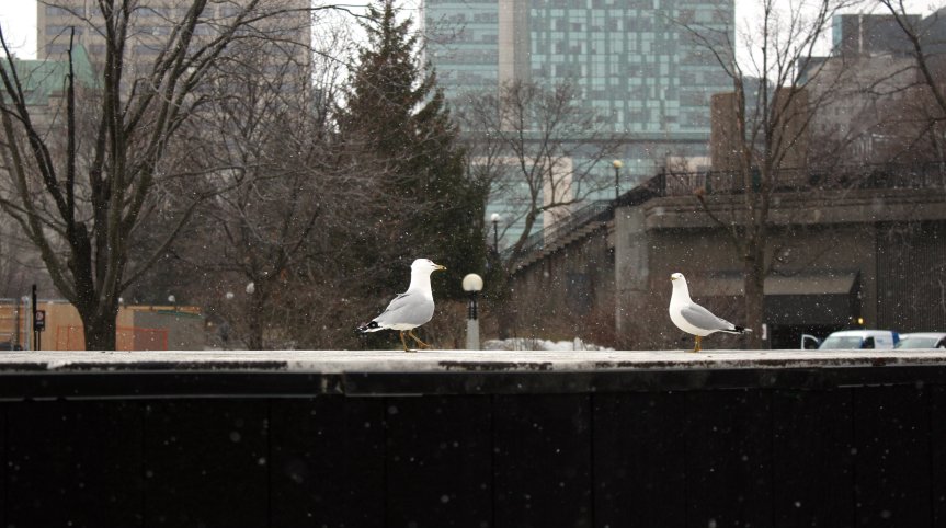 haverok ottawa 180406 2