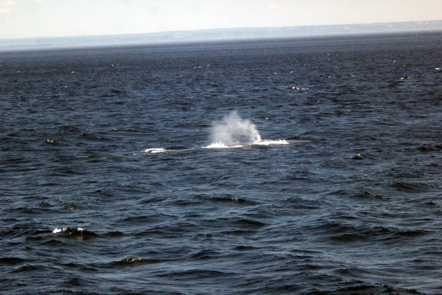 Bálnák, a folyó, meg minden egyéb&nbsp;2.