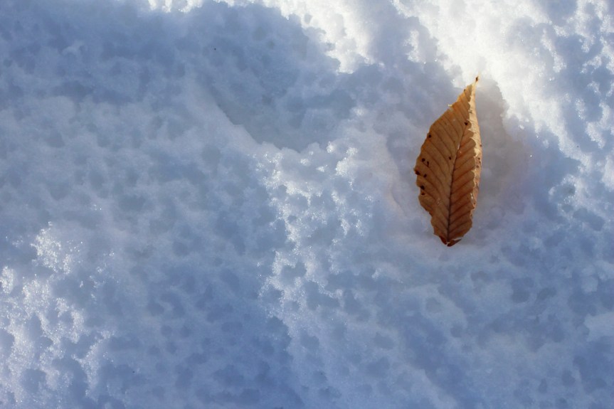 Közhelyek – a hideg, az iglu, a jegesmedve, a hód és a favágó&nbsp;1.