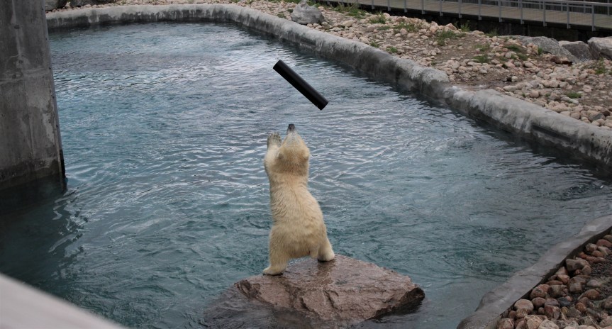 Közhelyek – a hideg, az iglu, a jegesmedve, a hód és a favágó&nbsp;2.